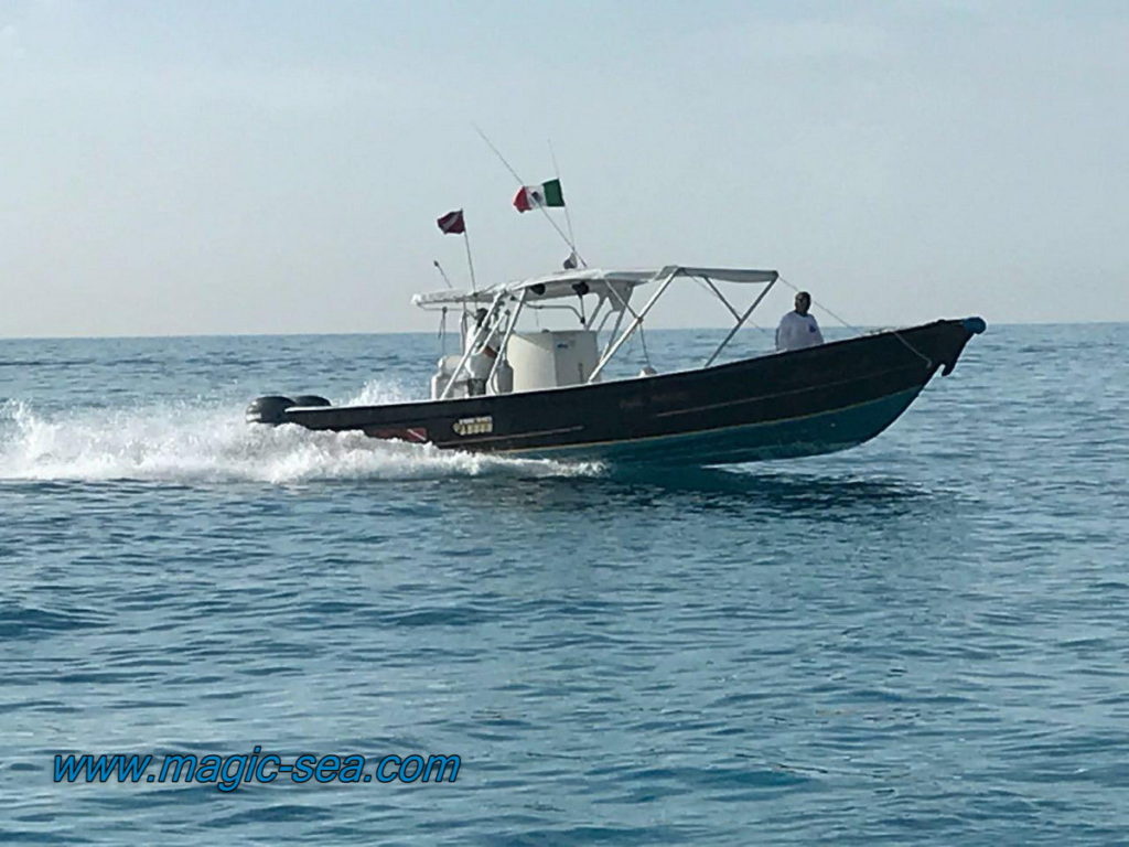 snorkel-turtles boat