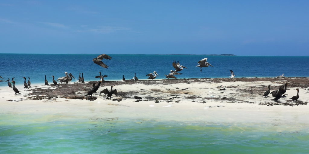 Isla Blanca birds
