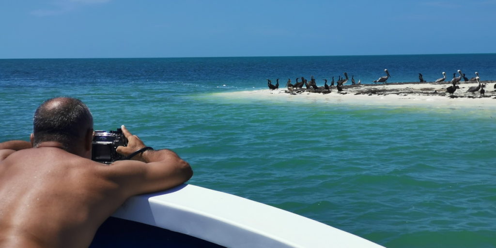Isla Blanca birds photography