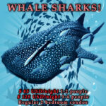 Swim with Whale Sharks